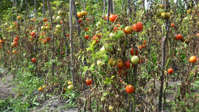 MANA TOMATELOR- APARITIA BOLII, SIMPTOME, MOD DE RASPANDIRE, MASURI DE COMBATERE