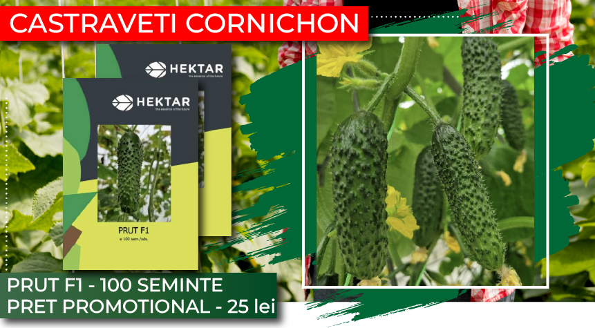 Castraveti prut f1 hektar