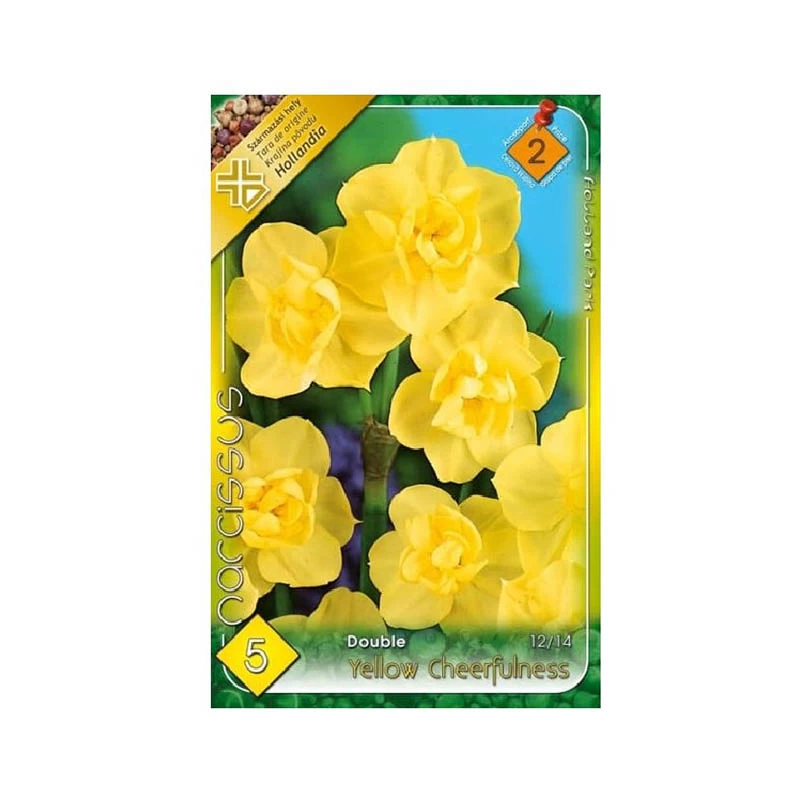 Narcise Yellow Cheerfulness, 5 bulbi, Holland Park