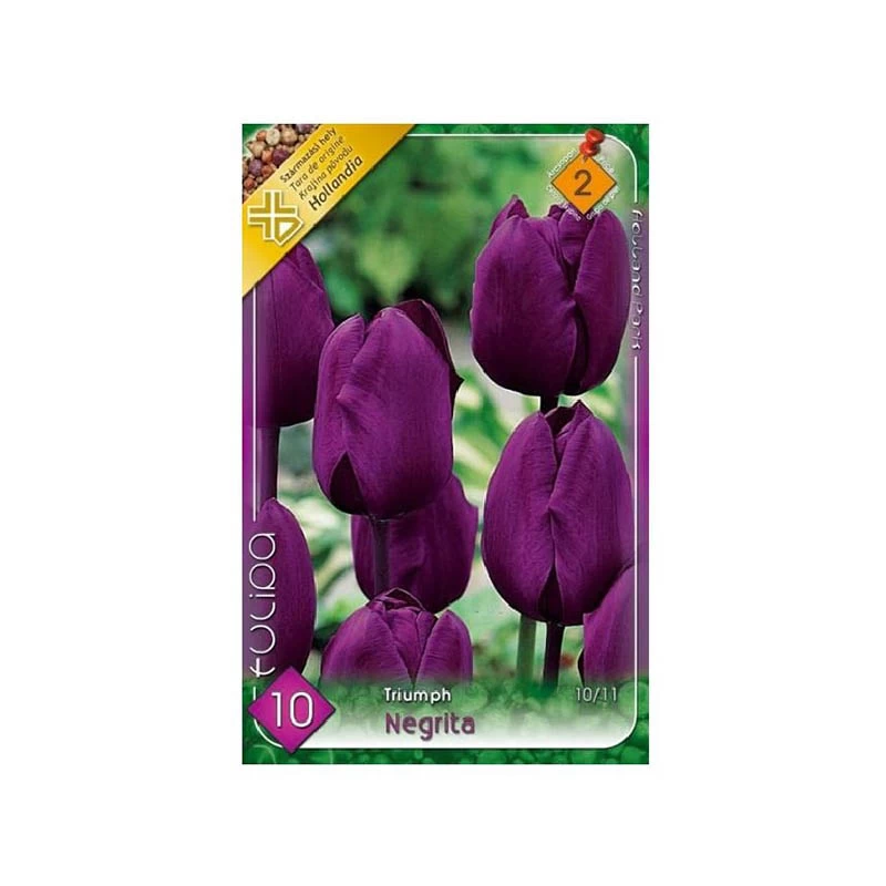 Lalele Negrita, 6 bulbi, Holland Park