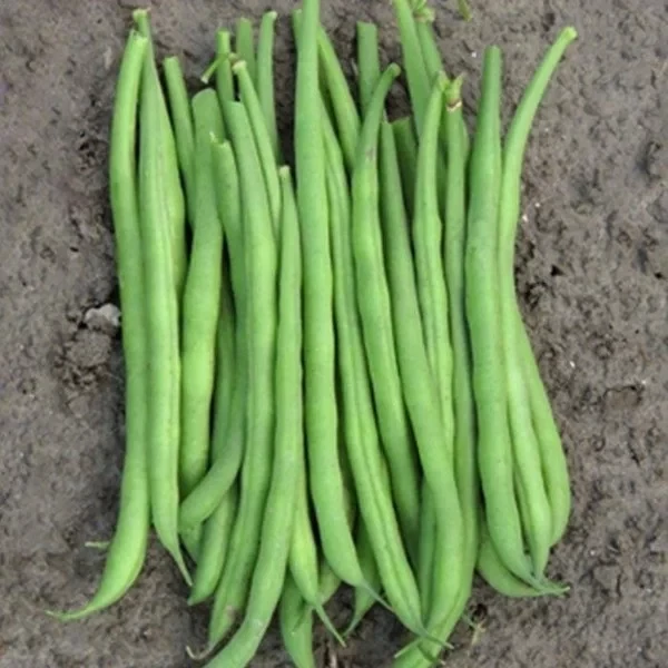 Fasole pitica verde ELBA - 25kg, Bakker Brothers