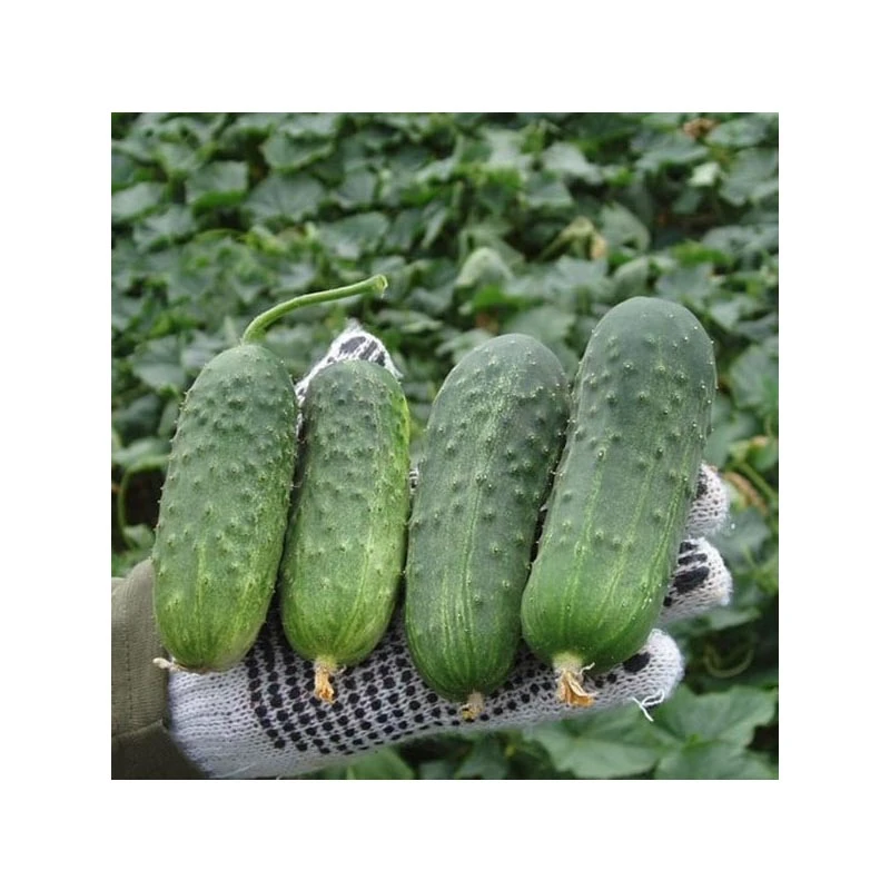 Seminte castraveti cornichon REGAL F1, 10 g