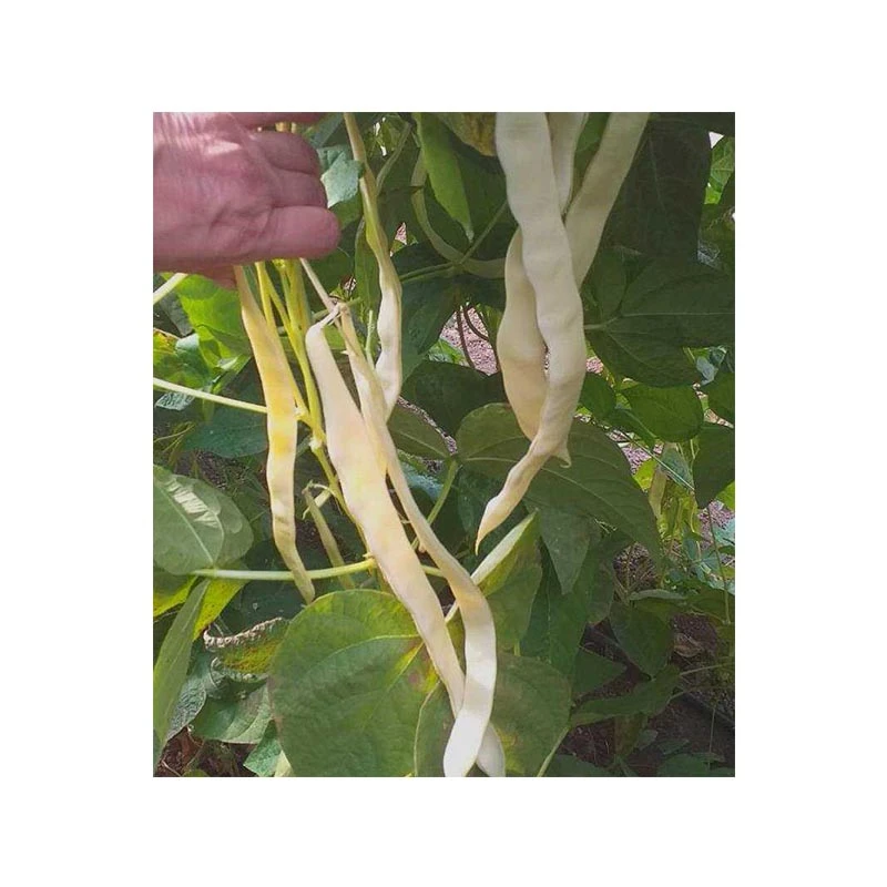 Seminte de fasole urcatoare Tuba, 1 kg