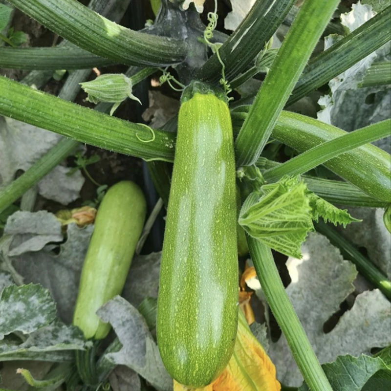 Seminte Dovlecel SAMSON F1 - 100 seminte, Nongwoo Bio