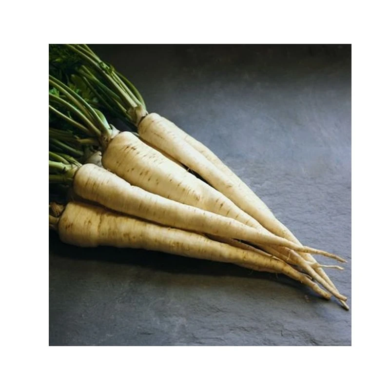 Seminte patrunjel de radacina ARAT, Bejo, 50 g