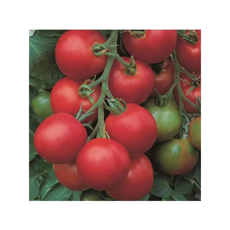 Seminte tomate TOLSTOI F1, 1000 seminte