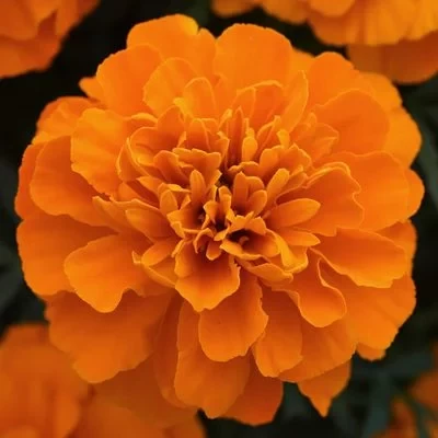 Tagetes Patula DEEP ORANGE, 1000 seminte, Syngenta