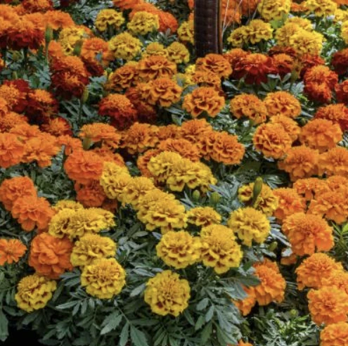 Tagetes patula nana ATON COLOR MIX, 1000 seminte, Syngenta