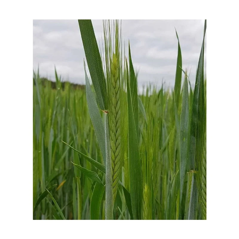 Triticale TRISMART C1, 25 kg